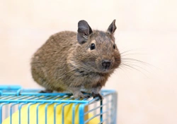 Tips for keeping your degu happy and healthy