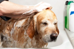 Help! Why Does My Dog Smell So Bad? Causes & Solutions