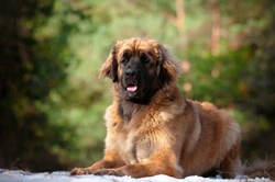 3 Unusual but Lovely Breeds of Dog
