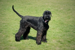 Kennel Club announces new DNA testing protocol for dilated cardiomyopathy in the giant schnauzer