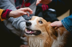 Is it a good idea to take your dog with you on the school run?