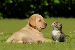 Teaching puppies about cats