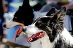 Heatstroke and dogs - Keeping your dog safe from overheating in the summer