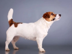 Jack Russell hereditary health and average longevity