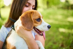 10 safety tips to teach your children about dogs