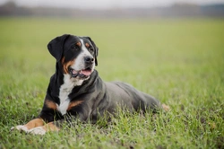 Swissy Lick and Splenic Torsion in the Greater Swiss Mountain Dog