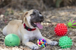 How to Stop Your Dog From Hoarding Food and Toys