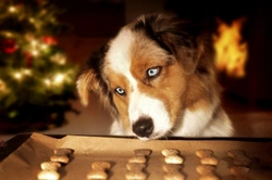 Christmas, chocolate and dogs do not mix