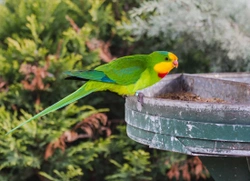 Barraband Parrot (Superb Parrot)