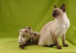 Is the Tonkinese Cat more Affectionate than the Siamese and the Burmese?