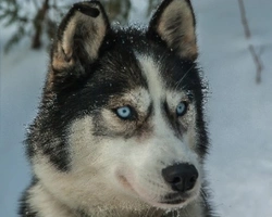 Siberian Husky. Carattere, info cuccioli e prezzi