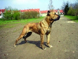 Dogo Canario