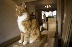 How to Move House with Your Cat Safely