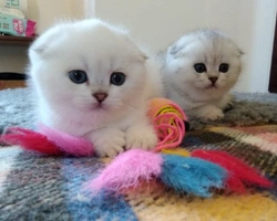 Scottish fold and straight