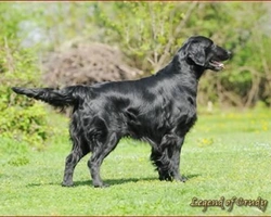 Flat Coated Retriever, carattere, morfologia e particolarità