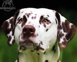 Il Dalmata con mantello bianco fegato