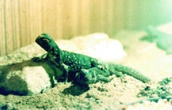 Uromastyx aegyptia Agamidae