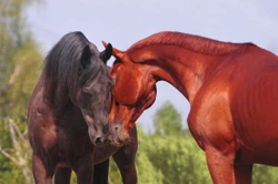 How do Horses Communicate?