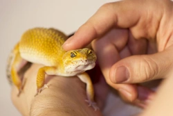 Five things you should know before getting a pet reptile