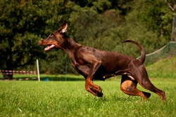 7 Ultra Confident Breeds of Dog