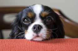 Begging at the table - How to manage a begging dog at mealtimes