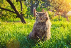 Worms and Internal Parasites in Cats