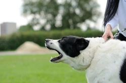 Is your dog aggressive when on the lead?