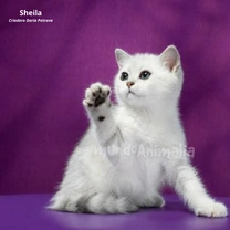 Británico de pelo corto, un gato de peluche