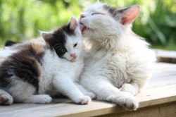 Understanding Your Cat’s Age in Human Years