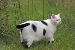 How to tell if your cat is overweight - and what to do about it