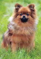 Německý špic malý a trpasličí / pomeranian