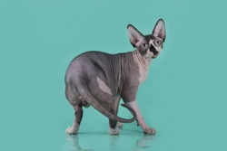 How popular is the sphynx cat breed?