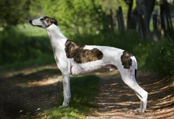 Osteosarcoma or bone cancer in Greyhounds