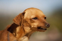 Dog Body Language: Understanding Your Dog's Signals