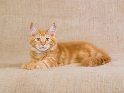 Some frequently asked questions about the Maine Coon cat breed