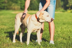 How to deal with a dog that won’t tolerate being brushed