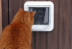 Stop Unwanted Cats! Best Microchip Cat Flaps