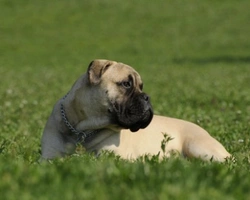 Bullmastiff: dove trovare i cuccioli e che carattere ha? Info e prezzi