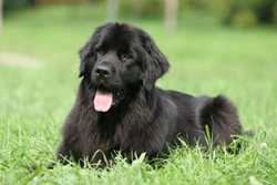 Newfoundlands and SAS