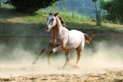 Appaloosa