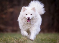 Is a Finnish Lapphund the Right Dog for You?