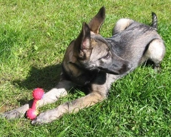 Cane lupo Italiano: prezzo, carattere, immagini e dove trovarlo