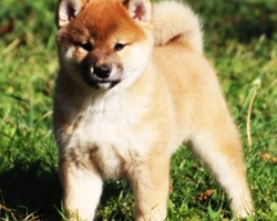 Le 5 domande più ricercate nel web sullo Shiba Inu