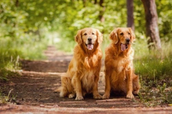 Unneutered Dog Behavior: What to Expect