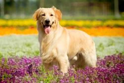 Is the Golden retriever becoming more popular?