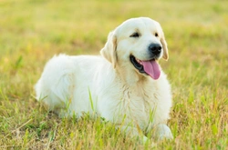 Hypoglycemia in Dogs