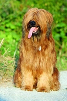 Briard