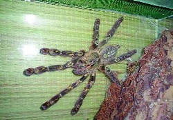 Poecilotheria rufilata