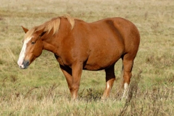 How to Avoid Obesity in Horses