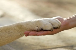 Quiz de cuidado canino Pets4Homes: ¿Qué tipo de dueño de perro eres?